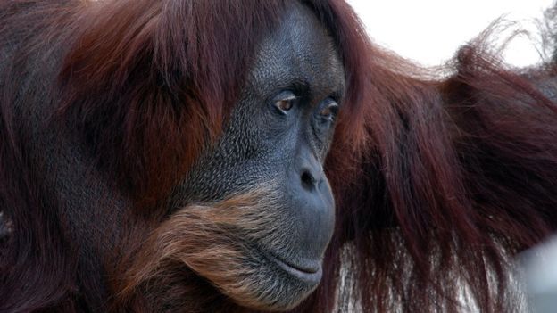 Rare species - Sumatra Orangutan