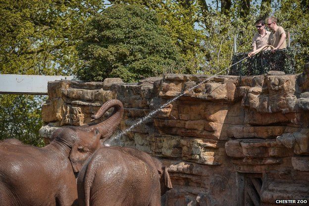 Elephants at Chester Zoo