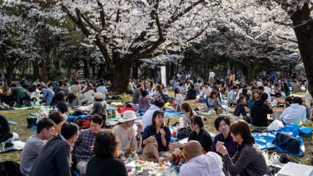 En contraste con lo que está ocurriendo en otros lugares del mundo por el coronavirus, los japoneses no han dejado de reunirse para admirar a sus cerezos en flor.