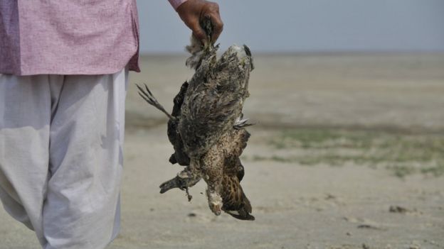 All That Breathes: The Indian Brothers Who Heal Birds Dropping From The ...