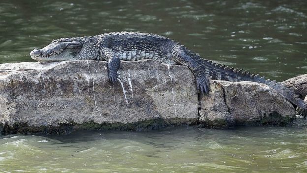 'கேரள வெள்ளம் - வீட்டுக்குள் புகுந்த முதலை'