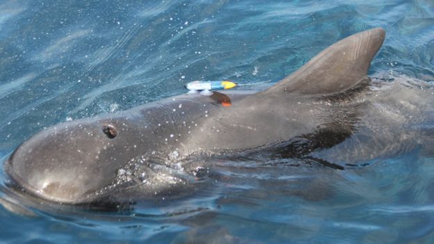 Short-finned pilot whale