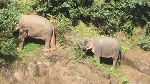 Two elephants stand on the edge of a cliff near the waterfall