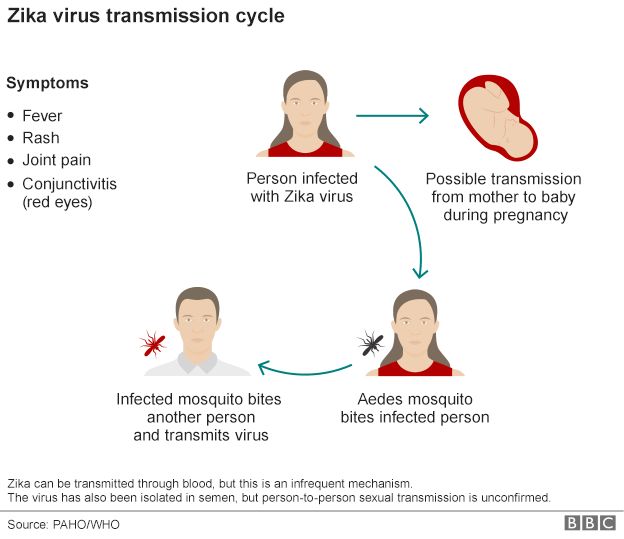 Graphic of the Zika virus transmission cycle