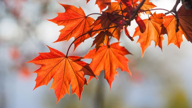 Hojas de arce de color rojo en otoño