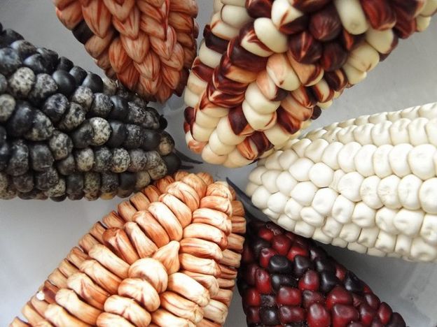 Tipos de milho peruanos