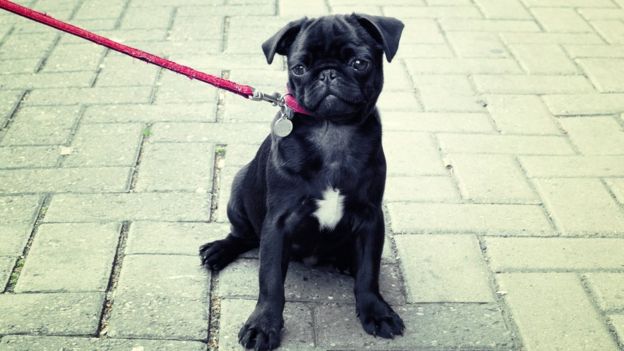 Foto de banco de imagens de um pug preto