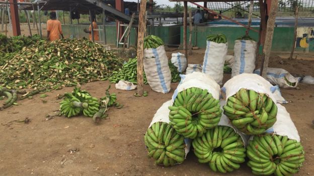 Bananas in barrels and cut up bananas