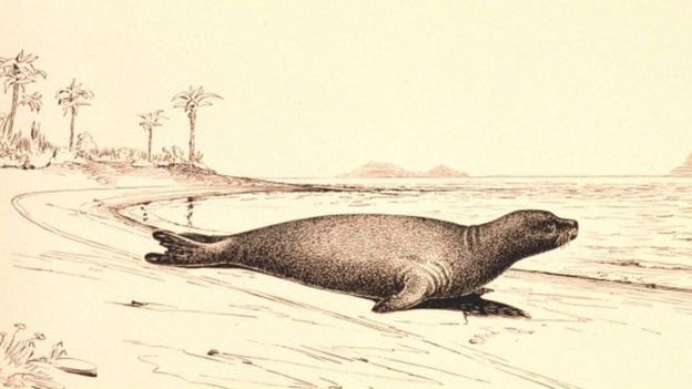 Ilustración de una foca monje