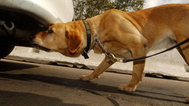 Cachorro antinarcóticos revisa parte de baixo de um veículo.