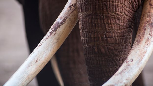 Colmillos de marfil de un elefante