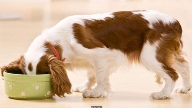 cachorro comendo