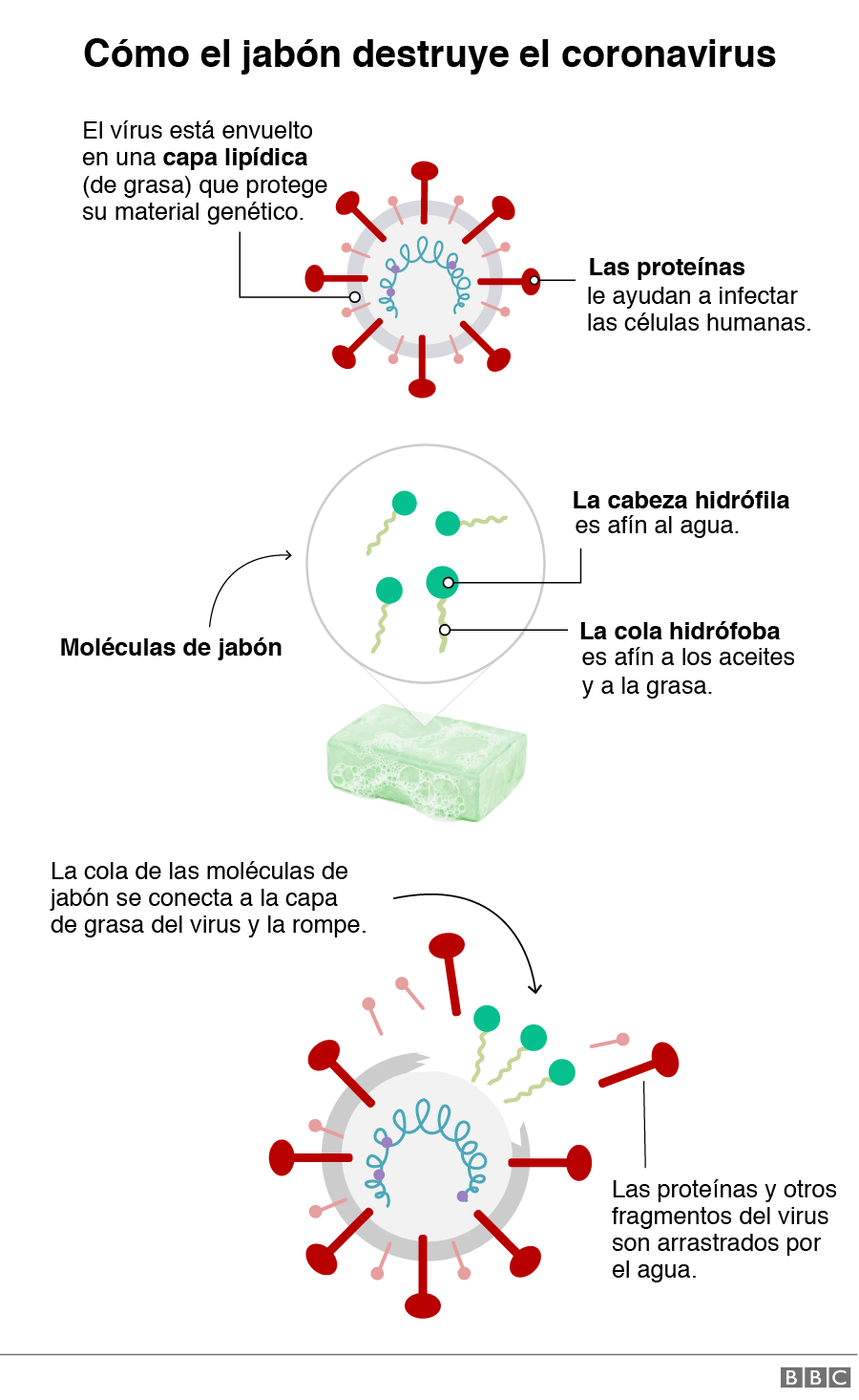 Gráfico mostrando cómo el jabón destruye el virus