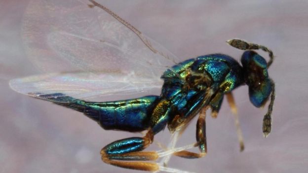 Avispa 'Euderus set'