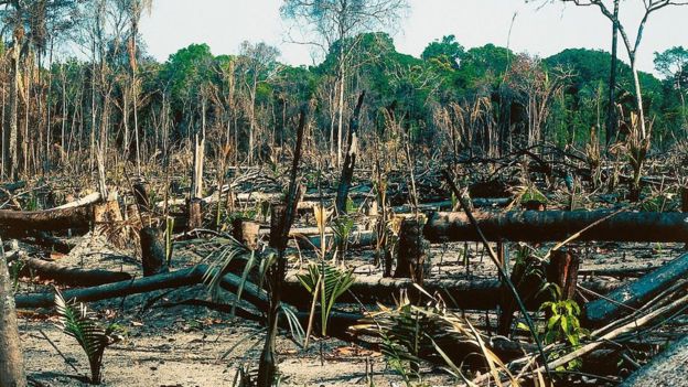 Image result for deforestation