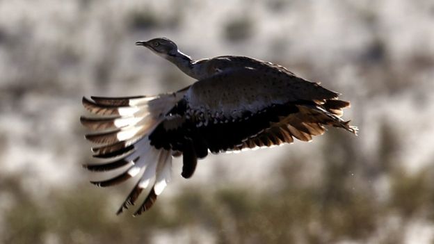 An Asian Houbara bustard flies during a falconry competition in Hameem, west of Abu Dhabi, UAE 9 December 2014