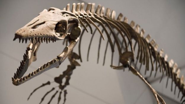 جمجمة وساصوراس عمرها 83 مليون عام.