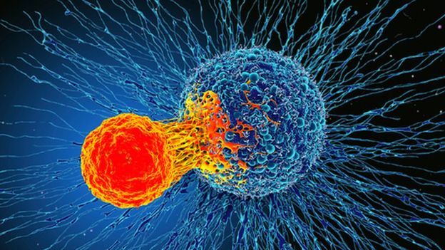 خلايا تائية تهاجم خلايا سرطانية