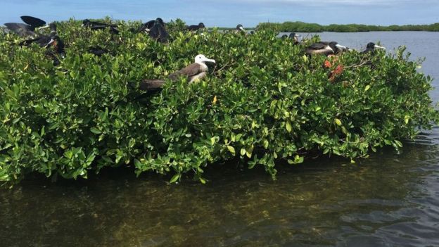 Picture taken before the hurricane shows lush mangroves