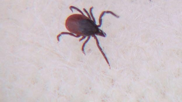 Enfermedad de lyme sintomas en humanos