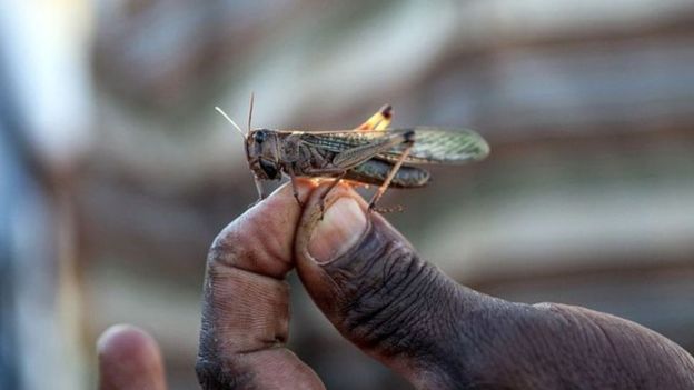 Ibihori byibasiye uturere tumwe na tumwe muri Ethiopia na Kenya
