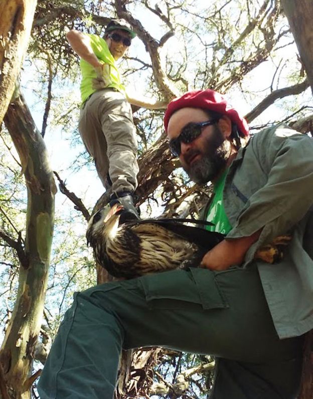 José Sarasola y un colega subidos a un árbol con un águila