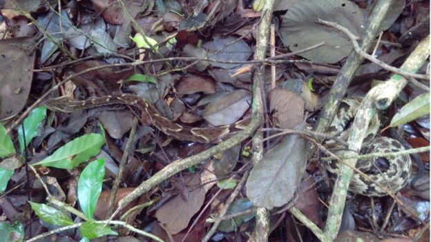 Jararaca em movimento no Parque Estadual da Cantareira