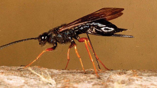 Sirex wood wasp