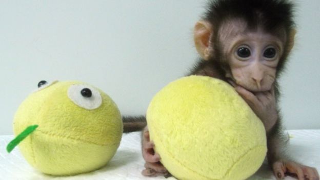 Ellos son los primero dos macacos clonados y son adorables