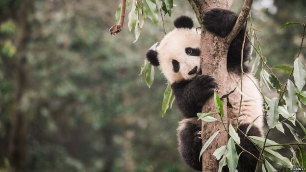 Pandas Habitat Shrinking And Becoming More Fragmented Bbc News