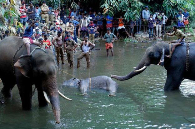 This photograph taken on May 27, 2020 shows policemen and onlookers standing on the banks of the Velliyar River in Palakkad district of Kerala state as a dead wild elephant (C), which was pregnant, is retrieved following injuries caused when locals fed the elephant a pineapple filled with firecrackers as it wondered into a village searching for food.