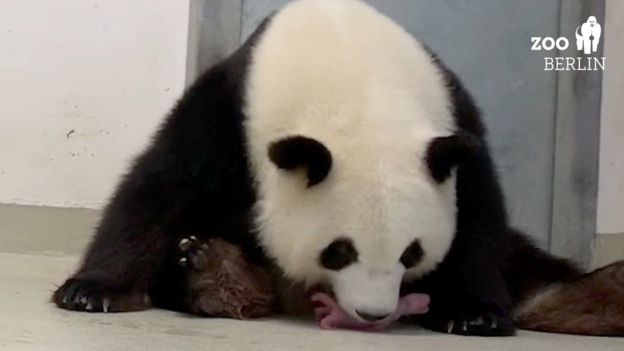 Panda mother with cub