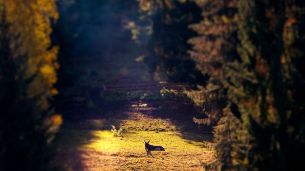 Burra en el campo