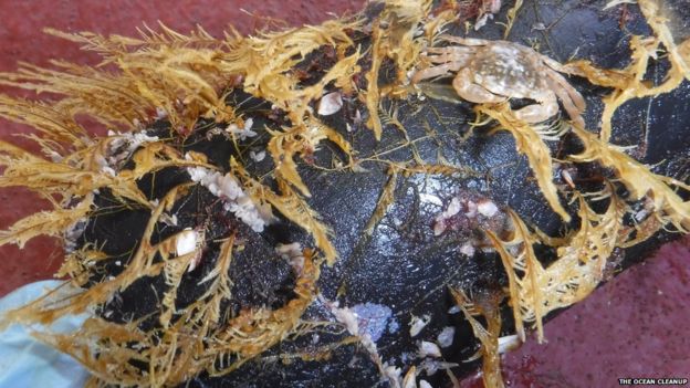 Pacific Ocean garbage patch is immense plastic habitat - BBC News