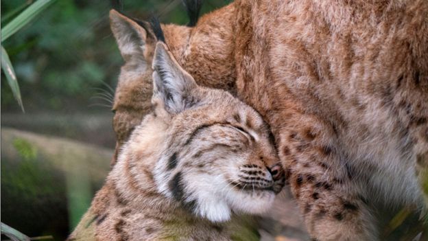 Devon zoo announces birth of Carpathian lynx kits - BBC News