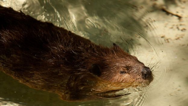 Castor del Smithsonian National Zoo en Washington, D.C. (Foto archivo)