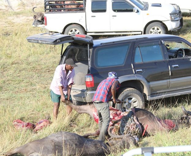 People holding buffaloes