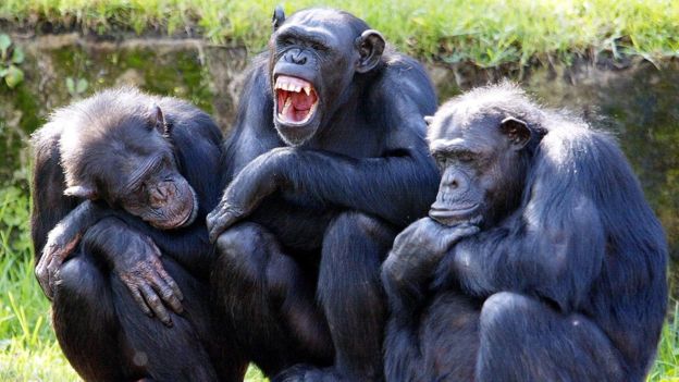 Uma fêmea de chimpanzé boceja enquanto dois outros chimpanzés tiram sonecas em um grupo no zoológico Taronga, em Sydney, em abril de 2005