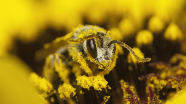 Foto próxima de abelha sobre flor, repleta de pólen