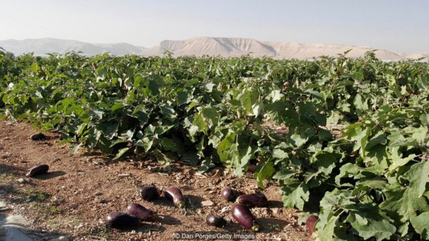 yahudi, israel, makanan tradisional, zionis, terong