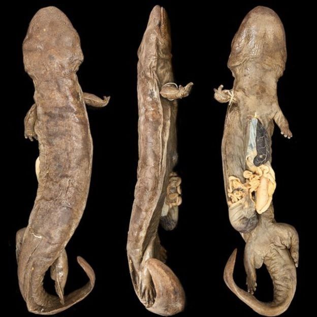 Espécimen de salamandra gigantes en el Museo de Historia Natural de Londres