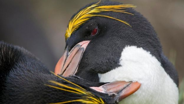 பரஸ்பர கோதி சுத்தப்படுத்தும் மக்கரோனி பென்குயின்கள்