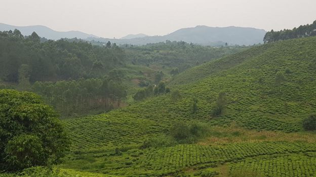 Valle verde en Kanungu
