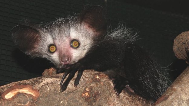 _112483583_ayeayeatzsllondonzoo-czsl-2.j