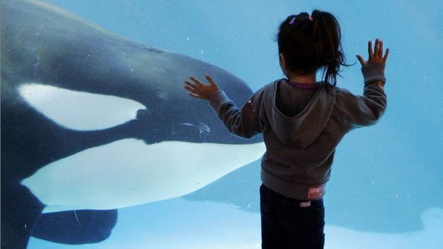 A young girl watches through the glass as a killer whale passes by while swimming in a display tank at SeaWorld, in San Diego