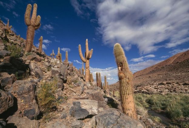 Cactus echinopsis en el desierto chileno.