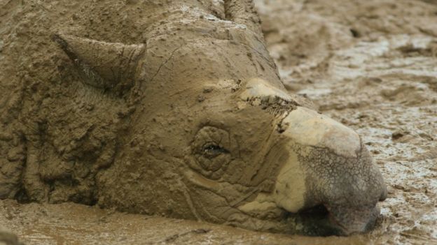 Sumatran rhino 'hanging on by a thread' - BBC News