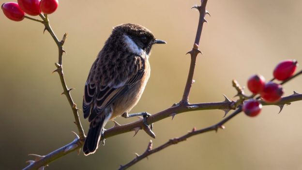 A male Stonechat perches while feeding near Rainham Marshes