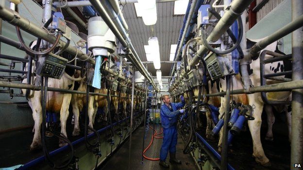 William Westacott milking cows at Home Farm near Sevenoaks