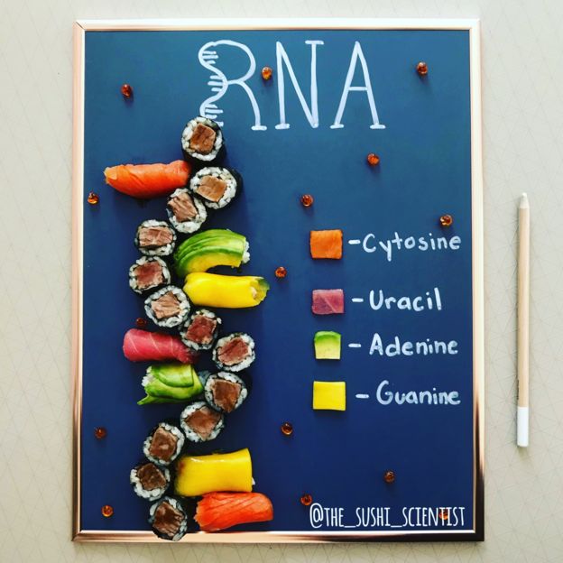 Ilustração do RNA feita com sushi